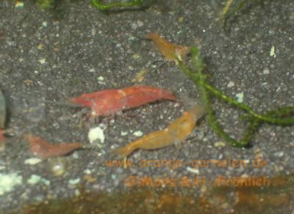 beide_orangen_garnelen_sind_weibliche 