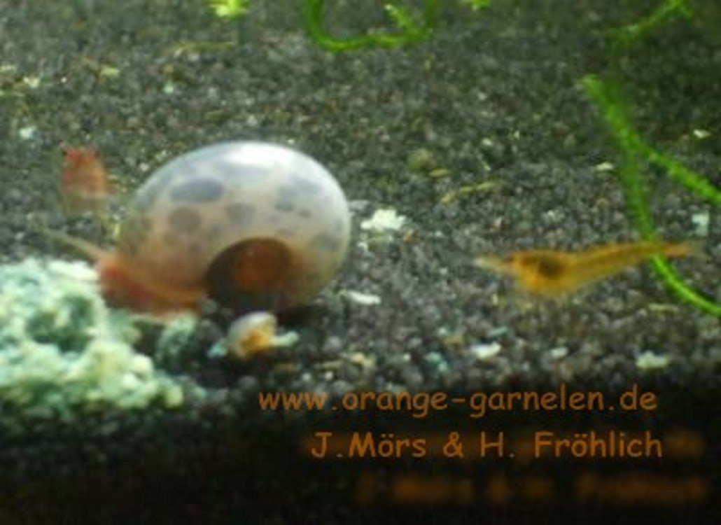 erste_maennliche_orange_garnele