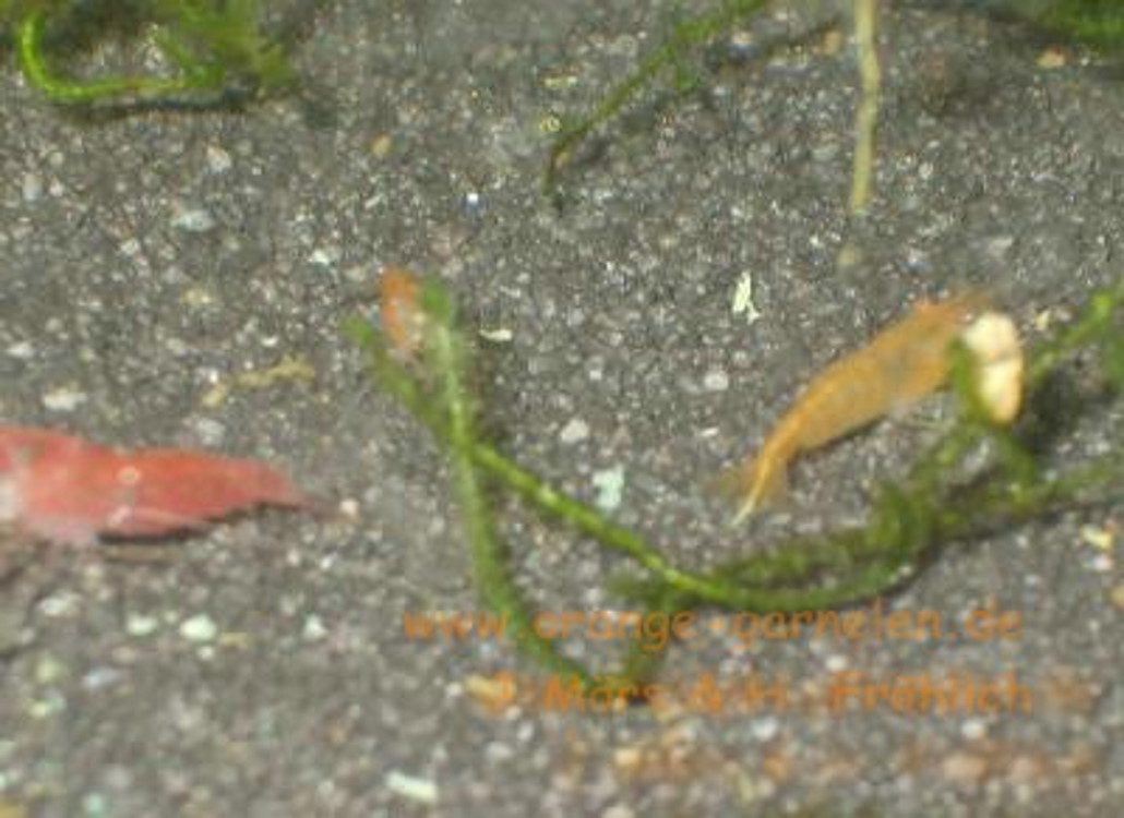 weiteres_bild_der_ersten_orangen_garnele